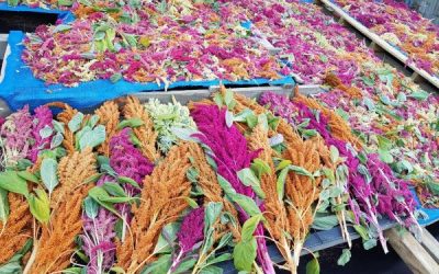 Amaranto: el alimento que le haría frente al cambio climático en Chile
