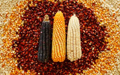Expertos de la Universidad de Chile analizan escenario de la alimentación en Chile y plantean cambios en el sistema alimentario del país