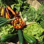 Manifiesto de la Cátedra de Agricultura Campesina y Alimentación