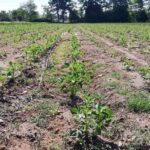 El abandono del campo y sus costos invisibles: reflexiones en el Día del Campesino y la Campesina