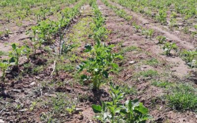 El abandono del campo y sus costos invisibles: reflexiones en el Día del Campesino y la Campesina